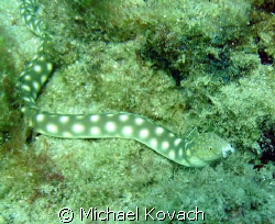 Sharptailed eel on the inside reef at Lauderdale by the Sea by Michael Kovach 